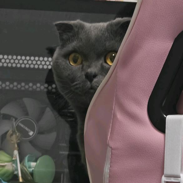 呆呆的游戏日常