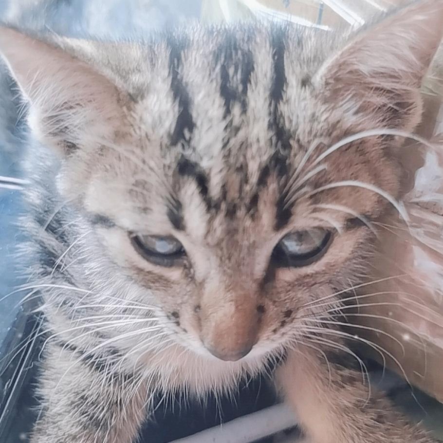 车轮与猫爪的同行