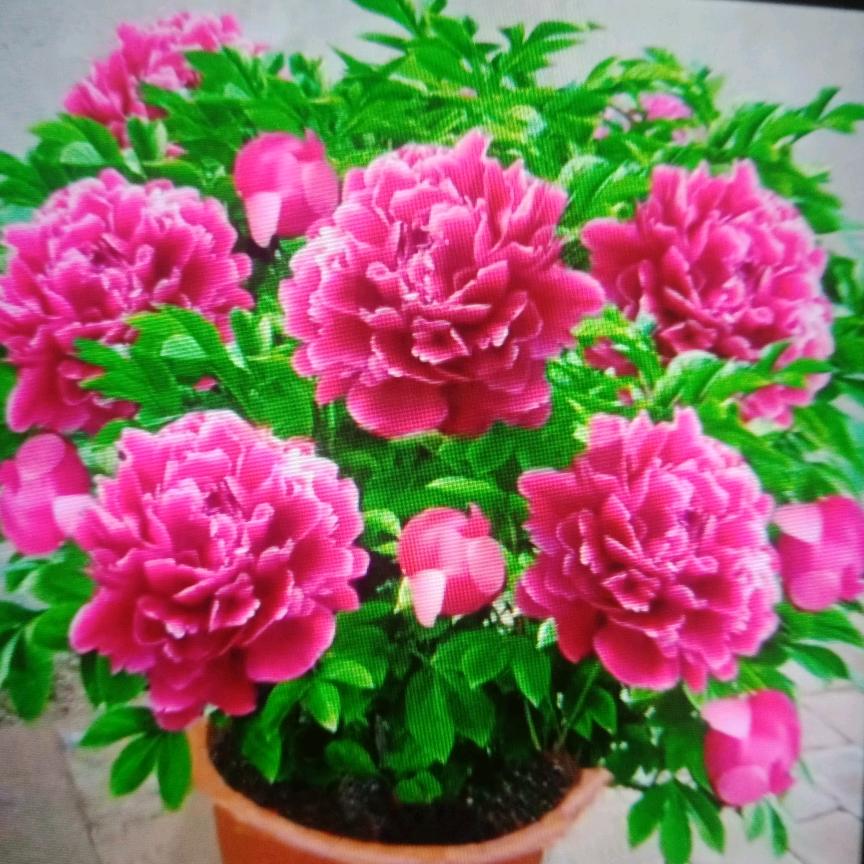 ❤️小欧🌹🌹