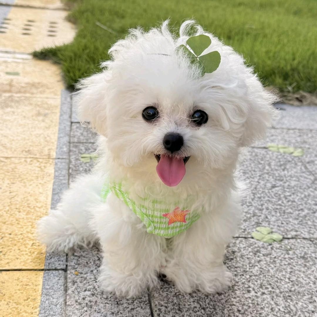 小李子