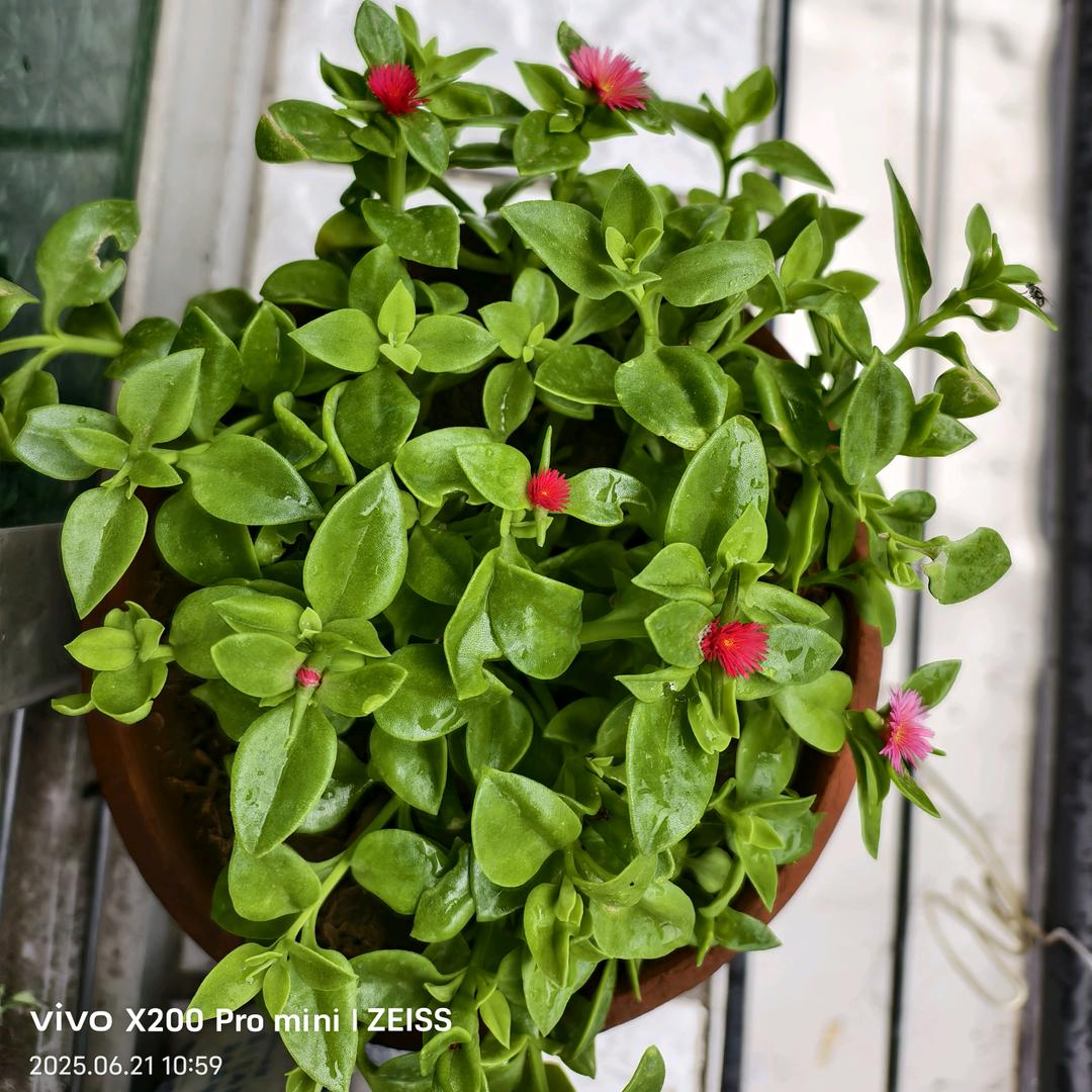 春风得意🧚‍♀️