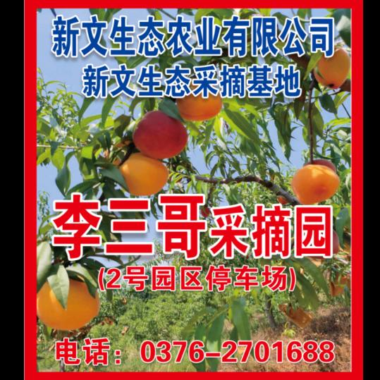 新文生态采摘基地: 李三哥