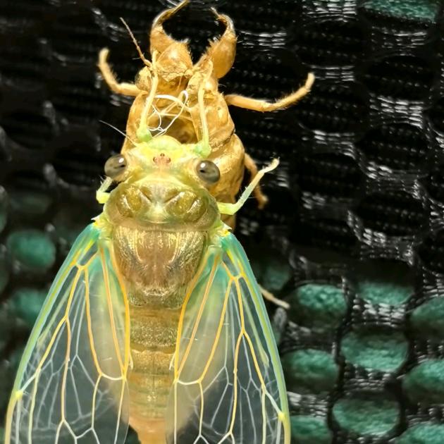 长安归故里𓆡𓆝𓆟𓆜𓆞𓆝
