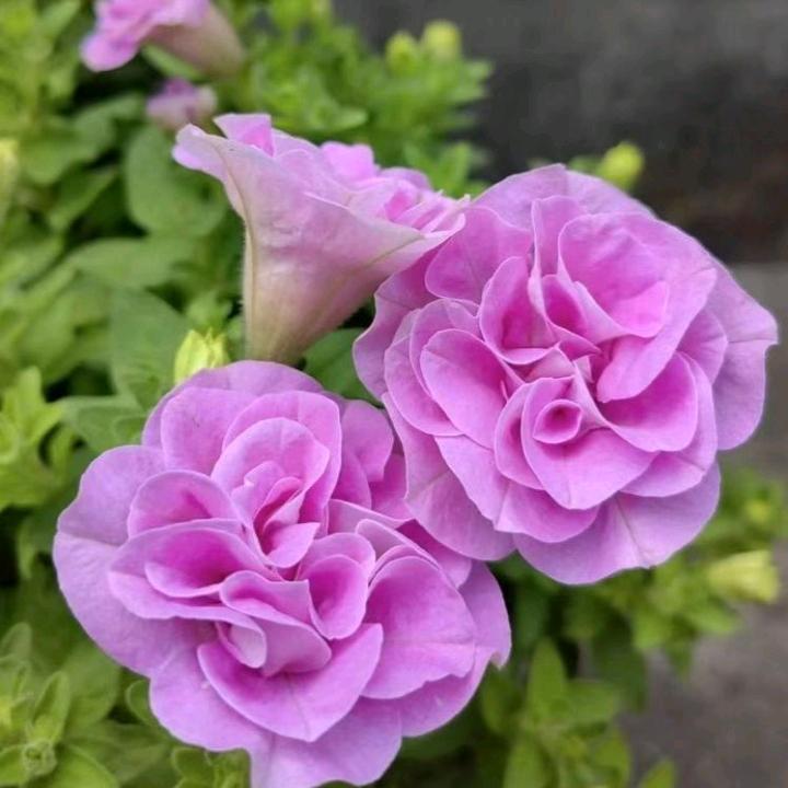九月菊花开