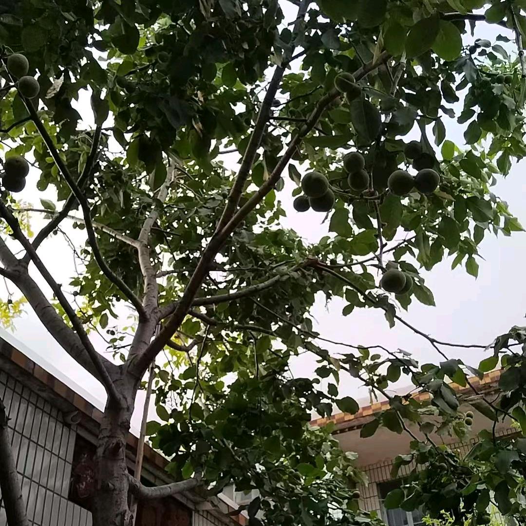 至昂张