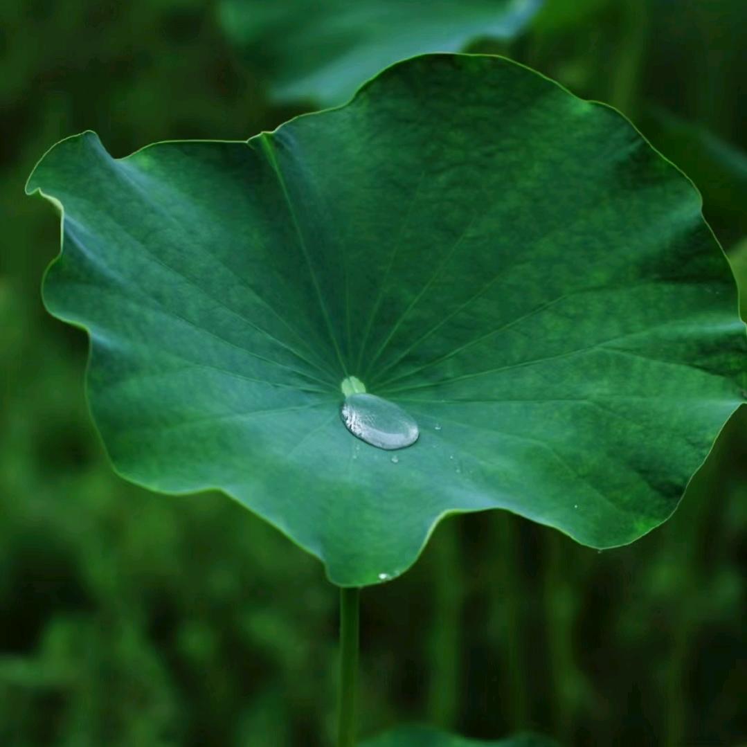 悟根（攒金）
