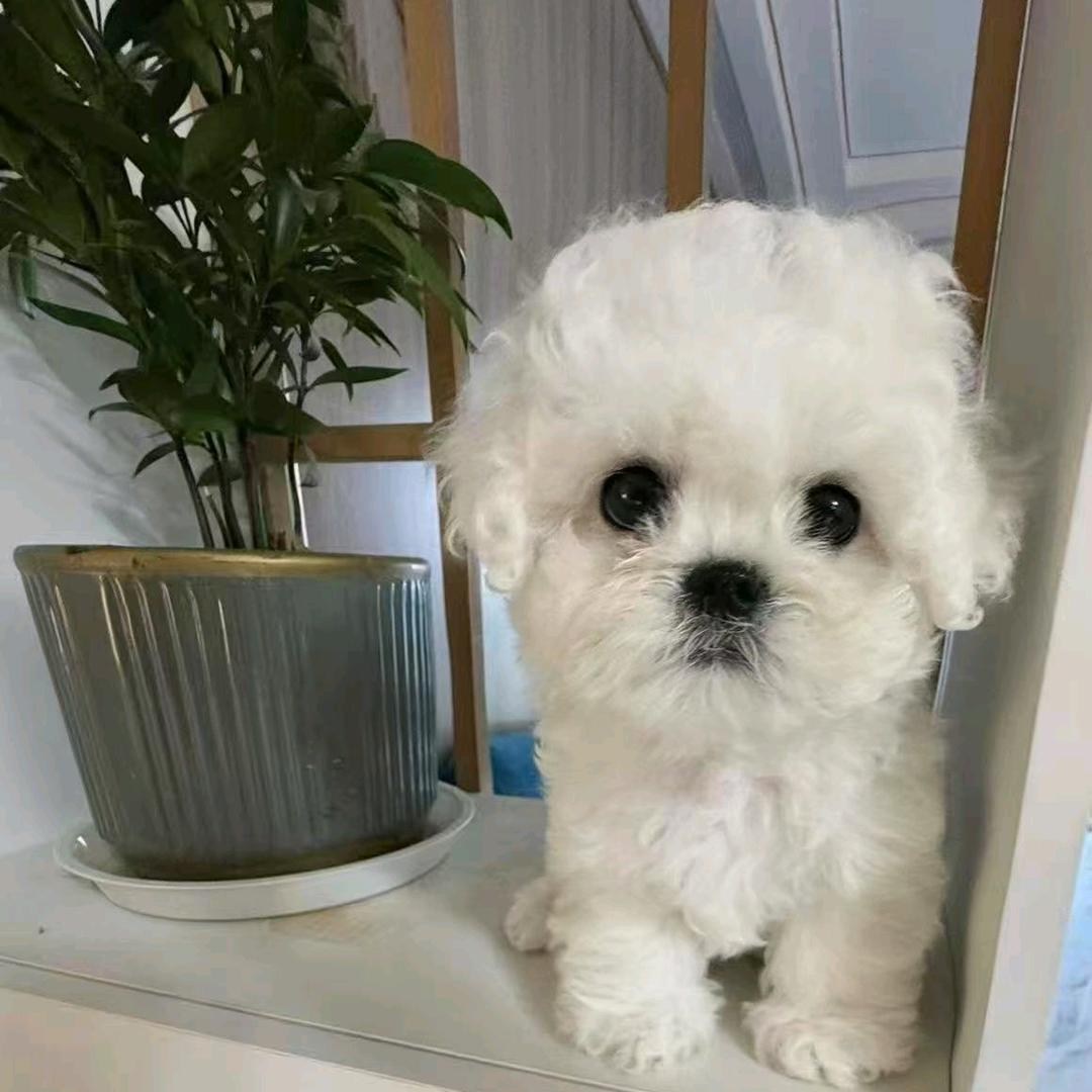 甜欣贝贝