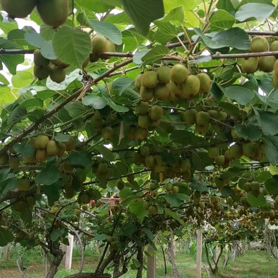 馨语