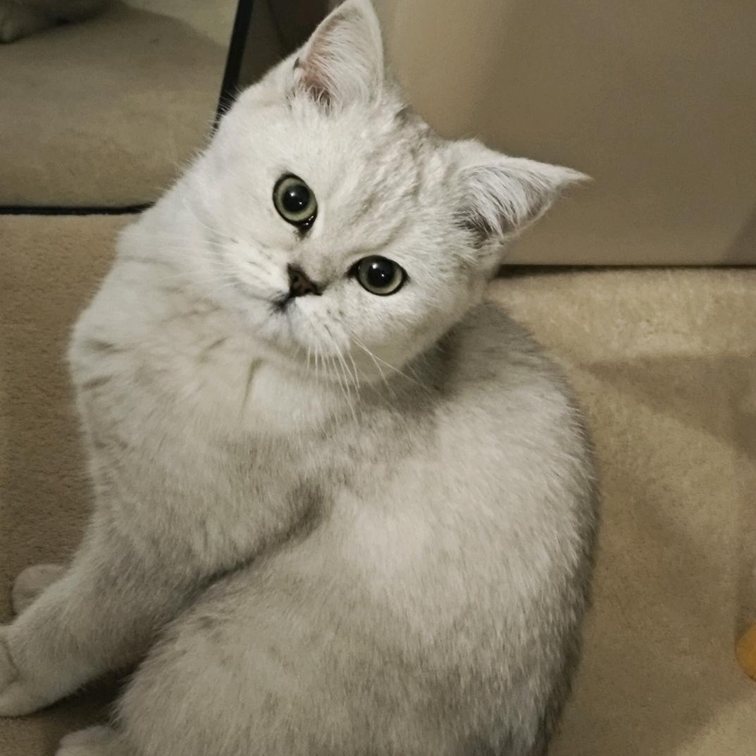 奶盖，团子和墨墨