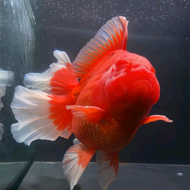 灏灏家的鱼