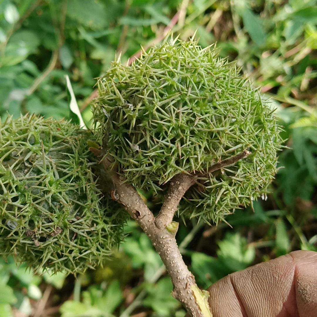 新款犁花生机