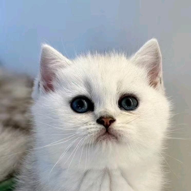爱吃猫的小鱼儿