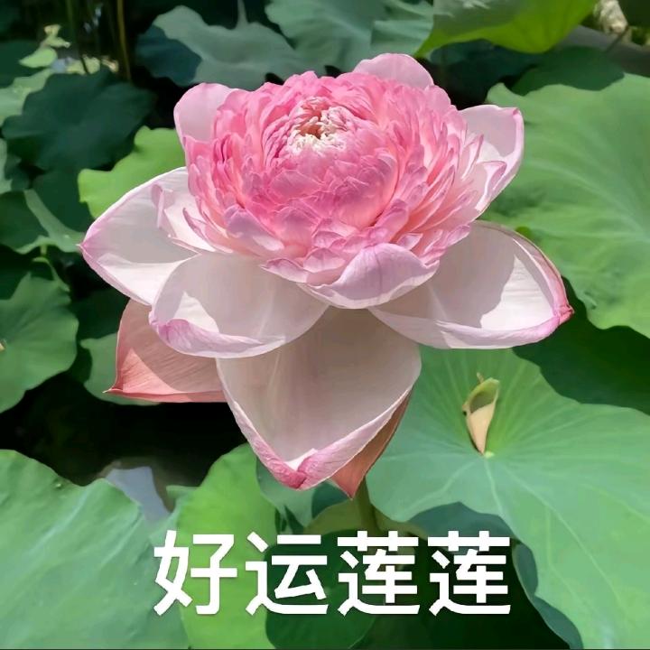 来财