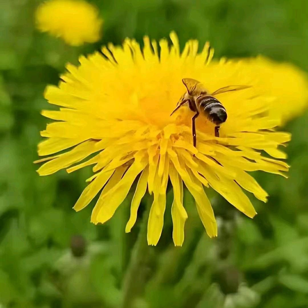 向日葵🌻