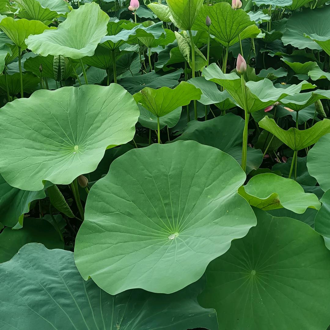 风吹茶凉