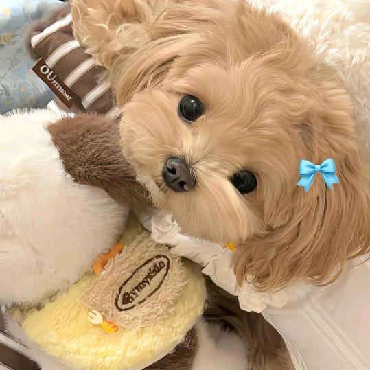 睡不醒.🦋