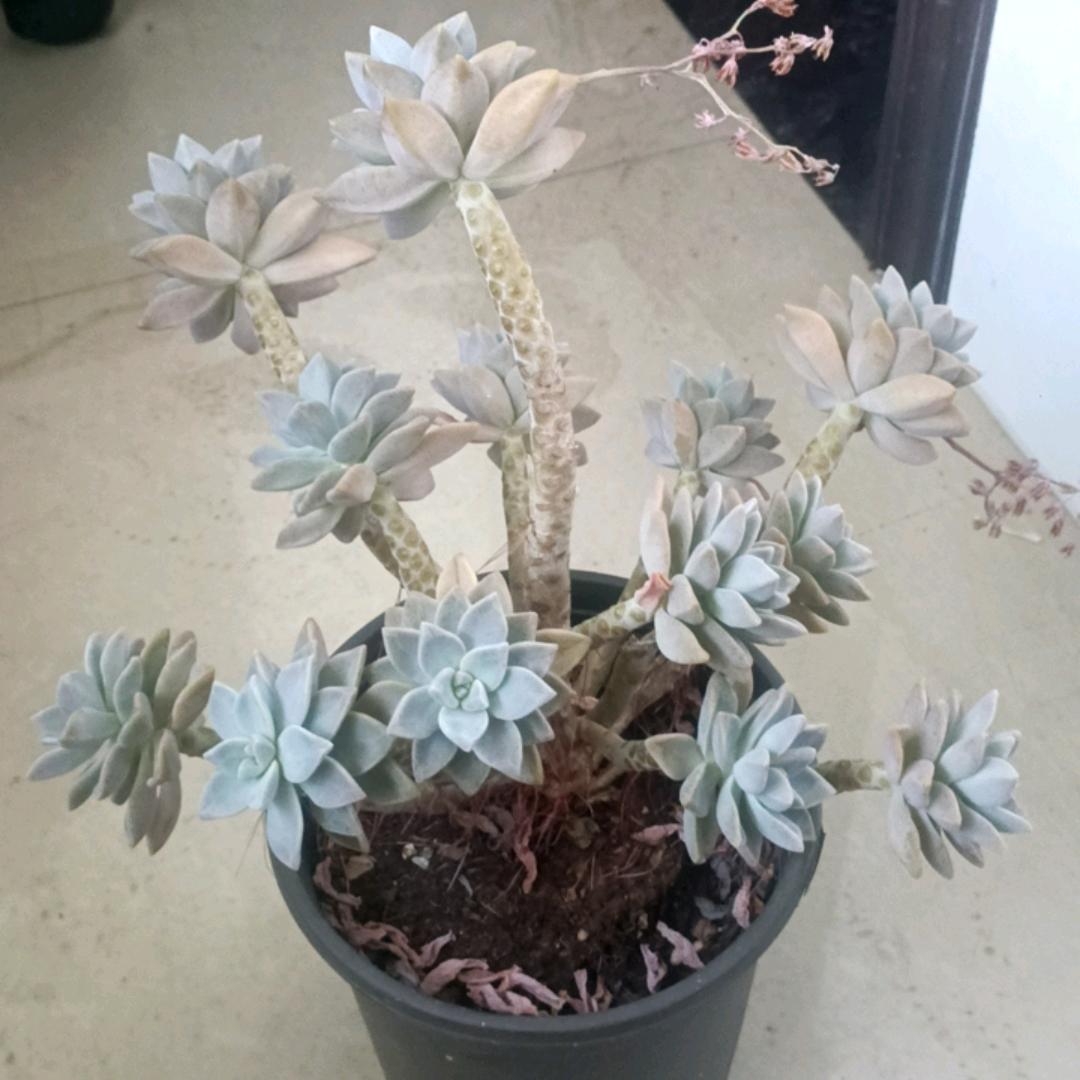 小豆豆