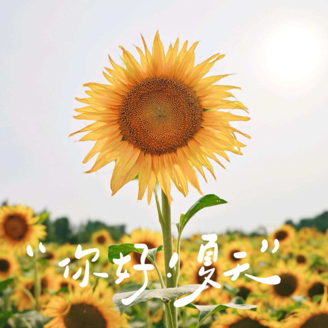 🌼大妍小熹🌼