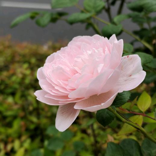 扣姐家政