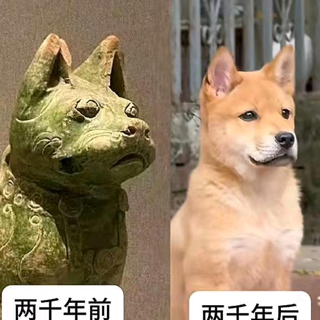 阳朔田园犬