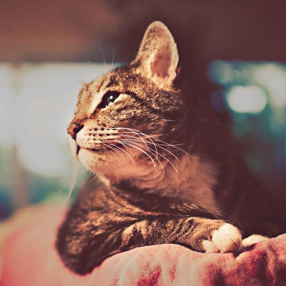 小滔跑刀（三角洲）