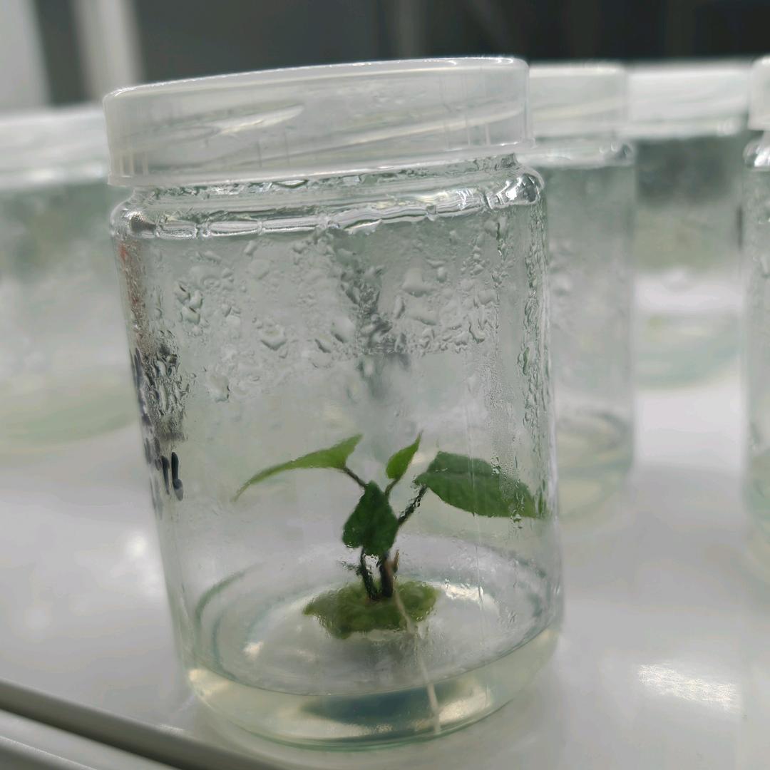 清丰红薯大田苗快繁植物工厂