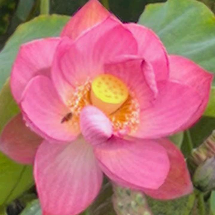 吉祥如意