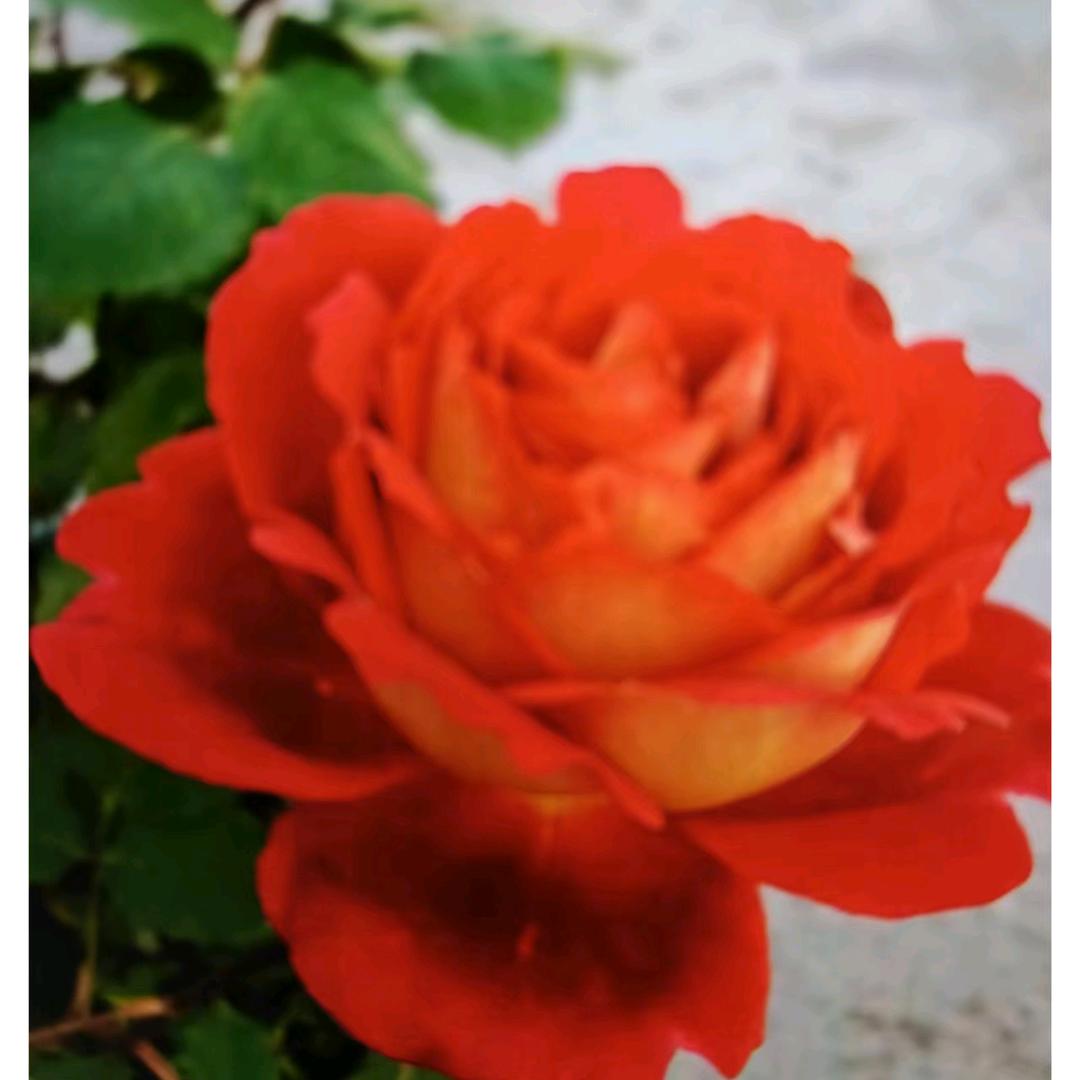 芬芳
