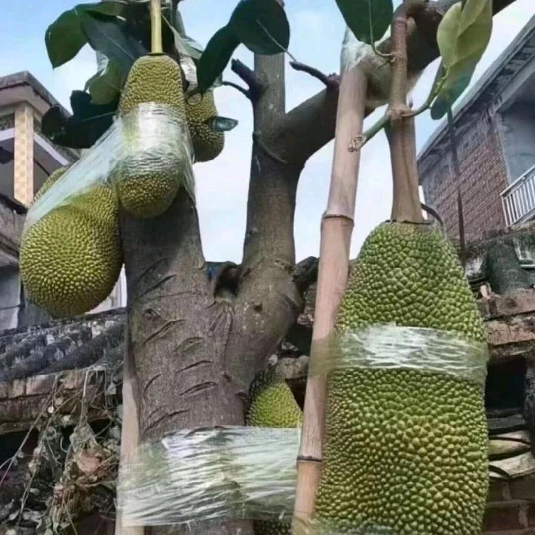 春风十里