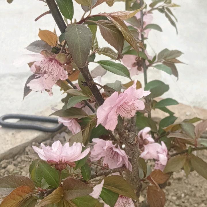林木木