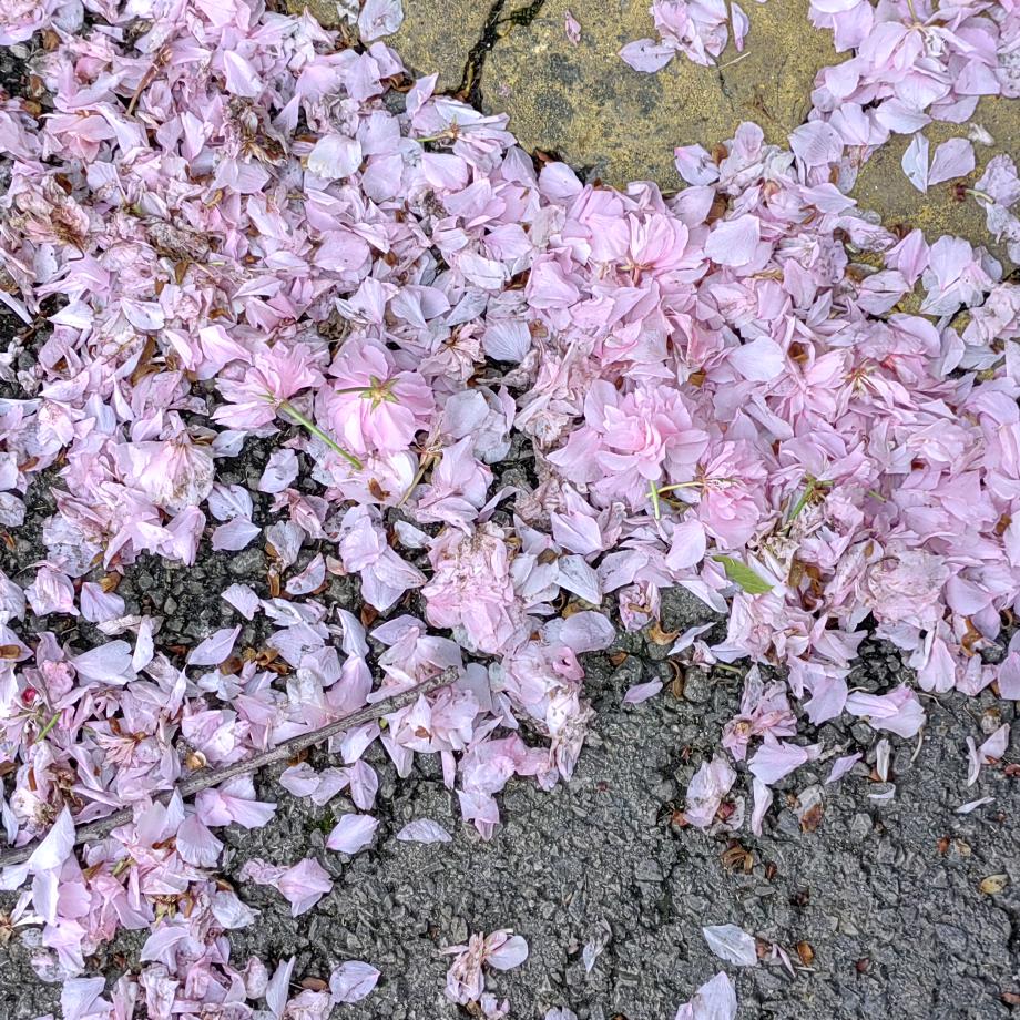꒰ঌ丽丽໒꒱♡.🍄🌈