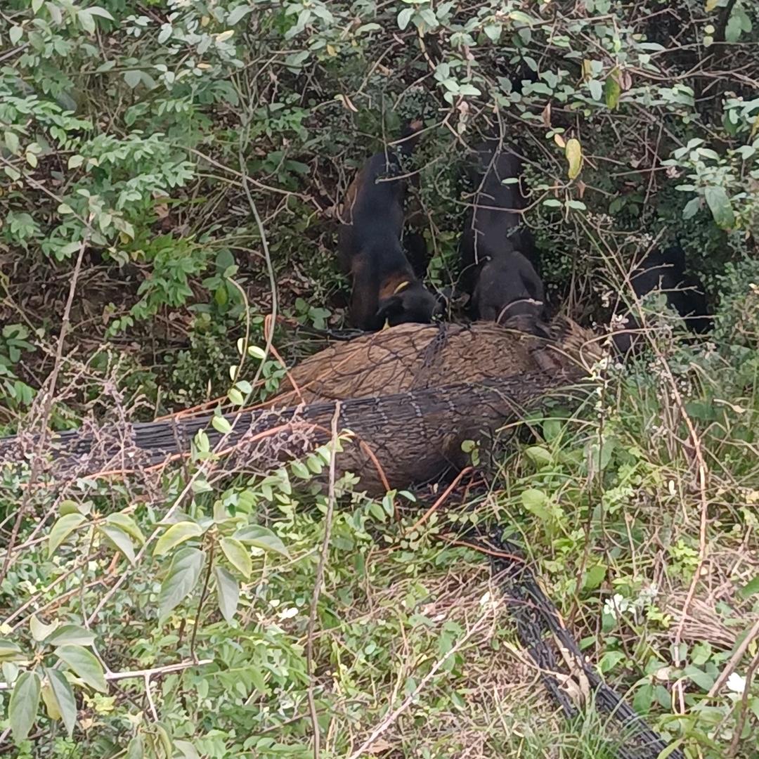 西南刀客（合法公益护农）