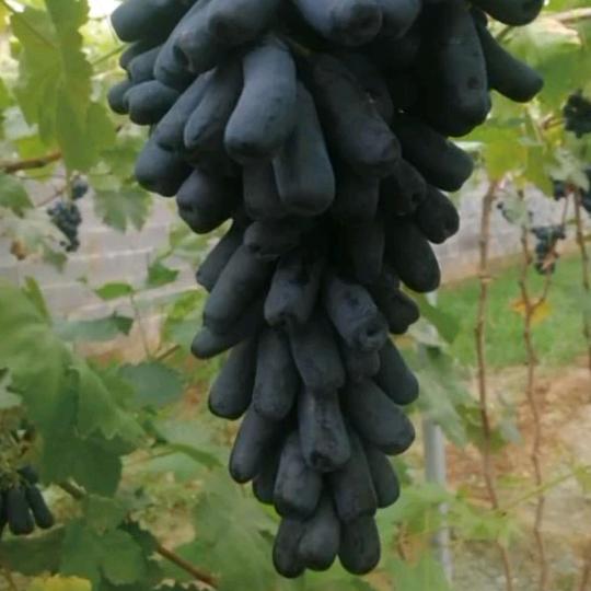唐庄镇双兰村自然无籽甜蜜蓝宝石葡萄园