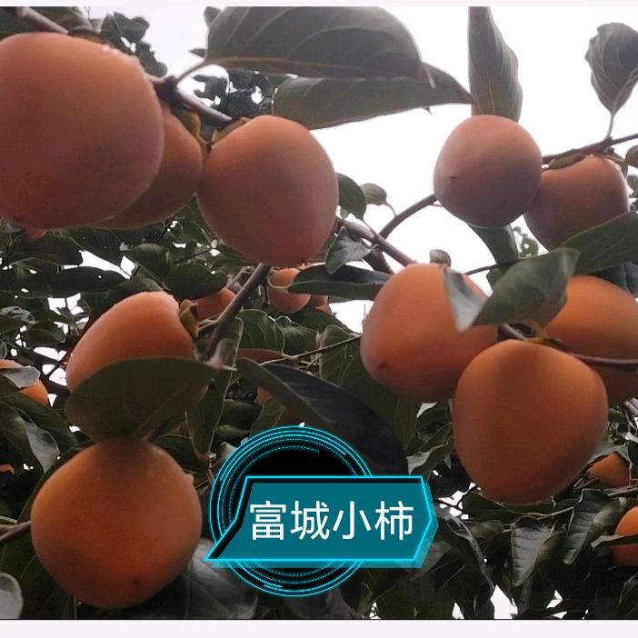 富城小柿