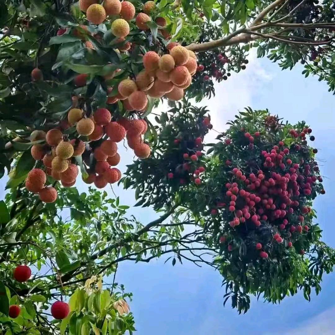 龙川仔🇨🇳