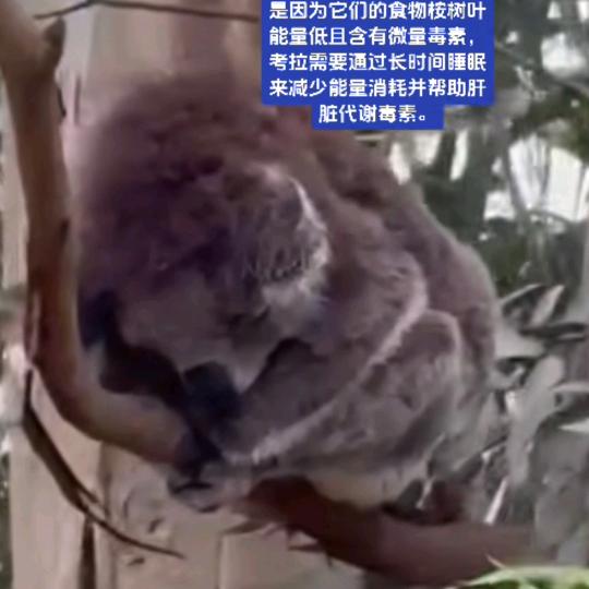 地球是我捏圆的