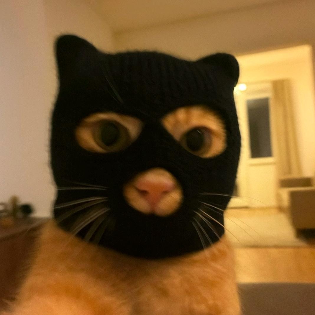 猫中悍匪来也