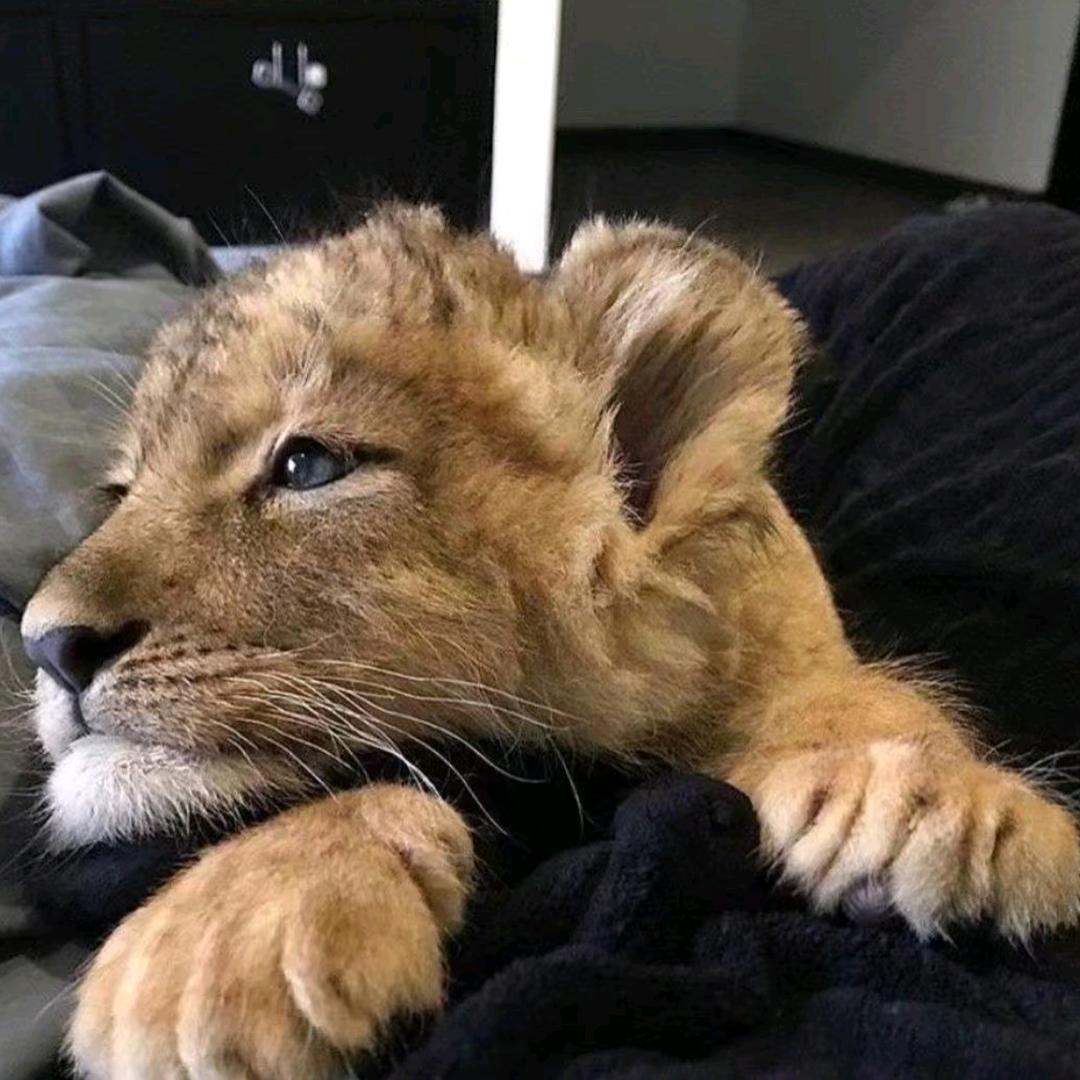 来口大汉堡🍟🍔