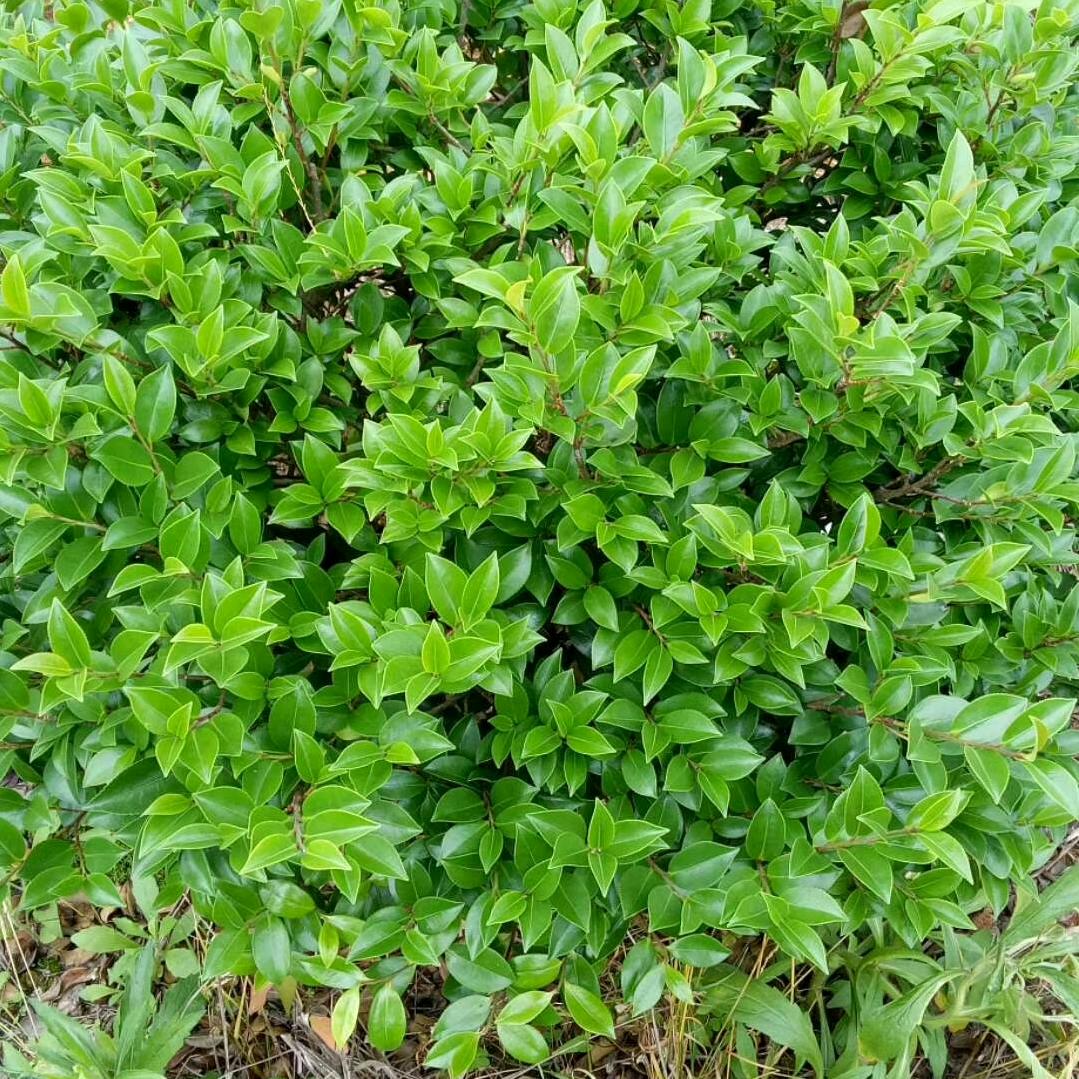 @ òᆺó💖开心永远