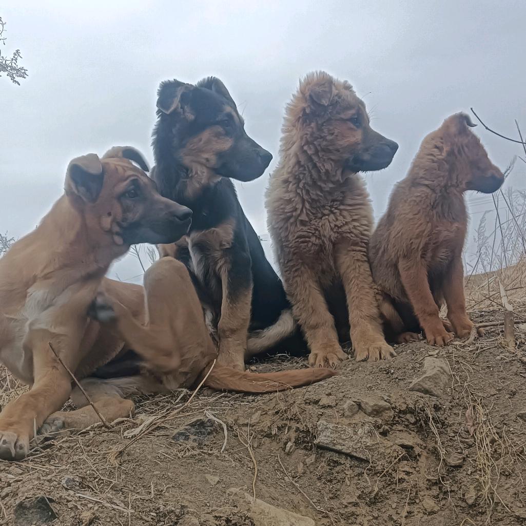 明光《土狗山羊养殖》《小储》