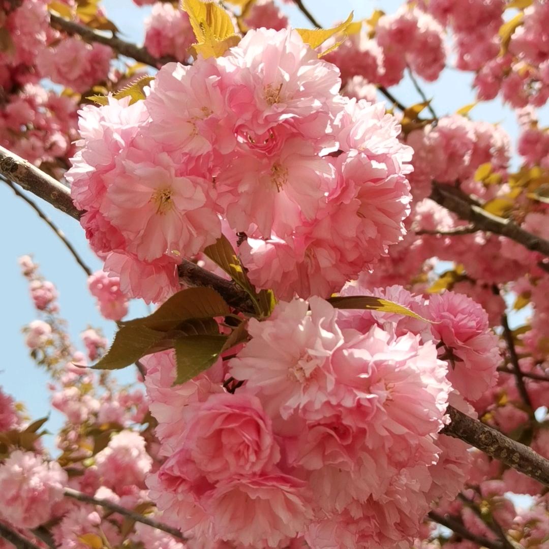 🌹随🌺❤️所欲🌻