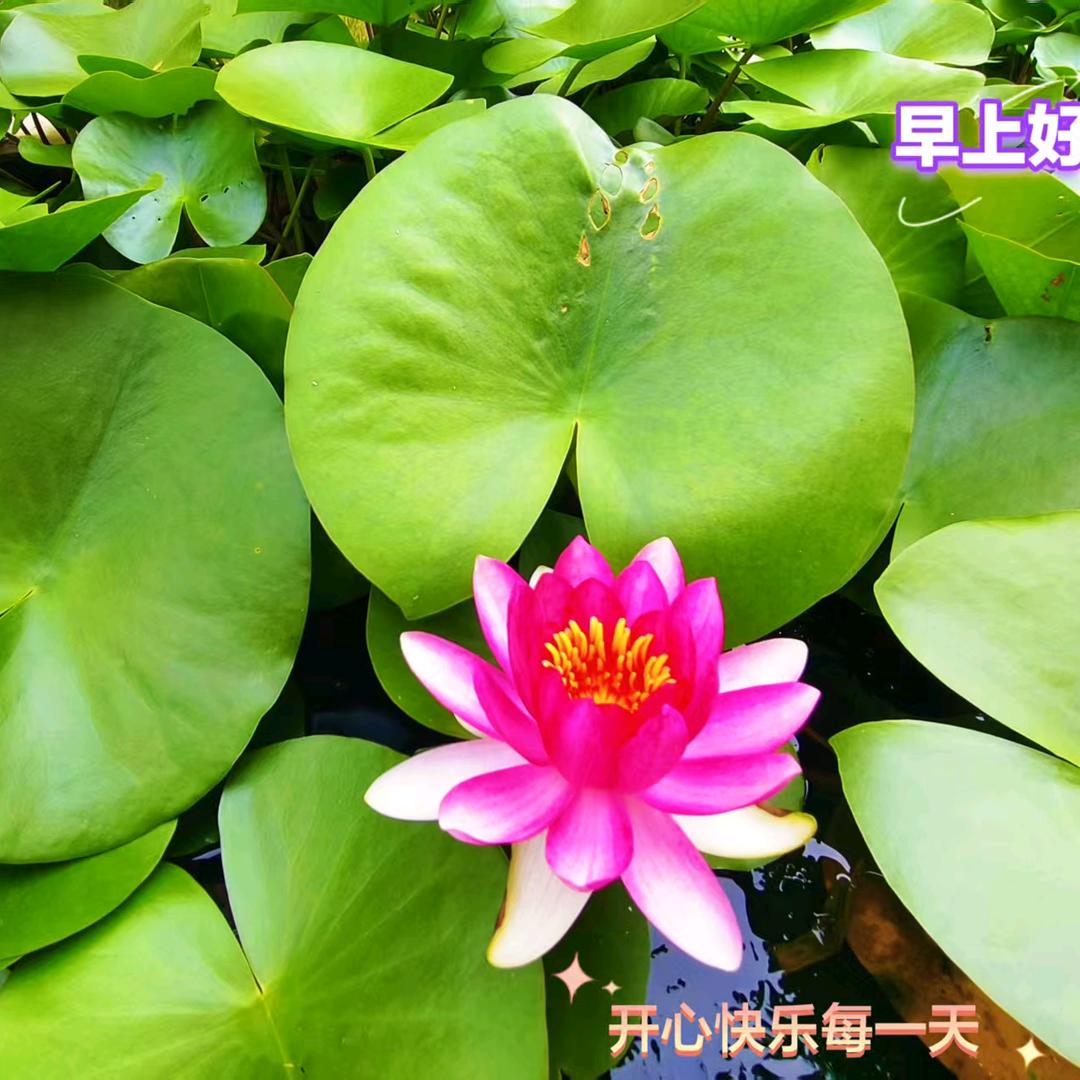 笨哥哥。