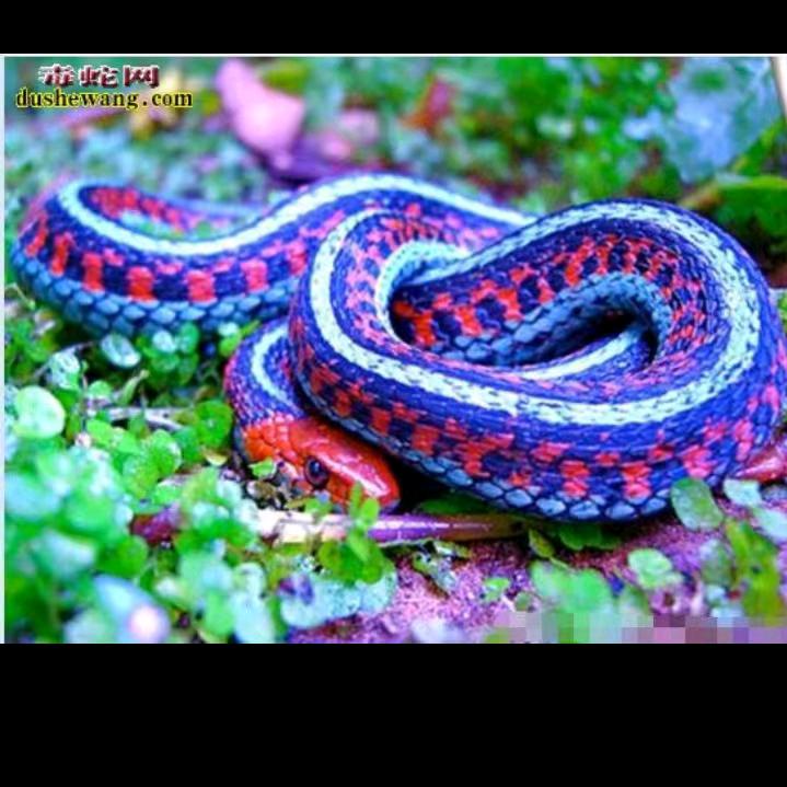 [2025蛇化为龙不变其文]