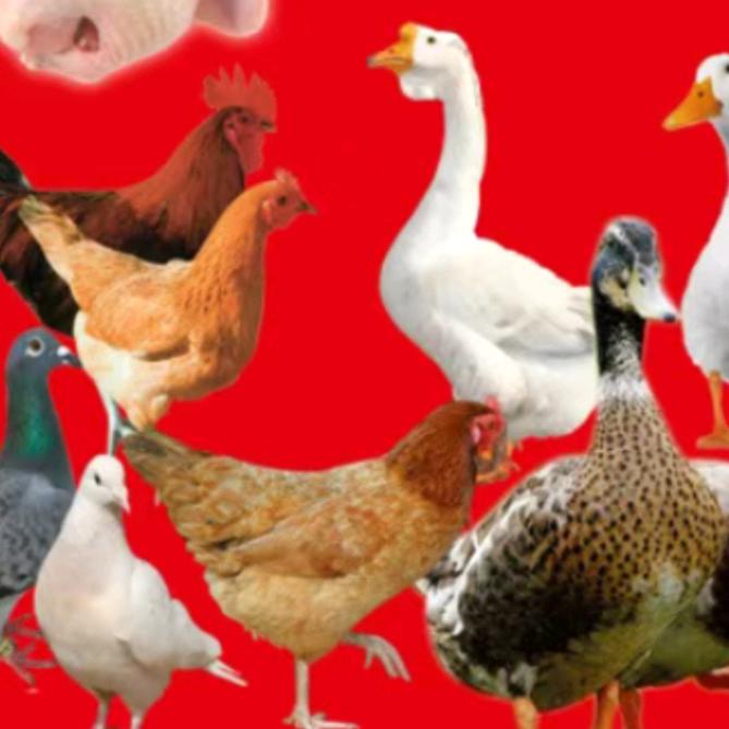 东明沙窝高墙村（学校后面）鸡鸭鹅活禽现杀