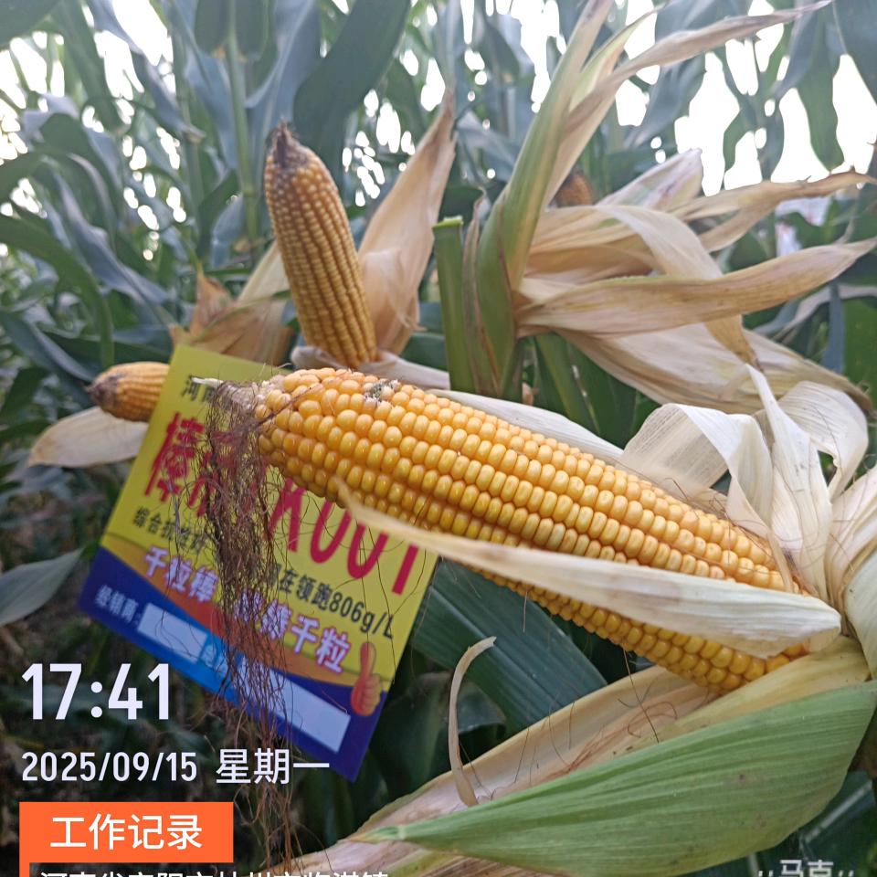 中国好种子（河南儒耕农业科技有限公司）