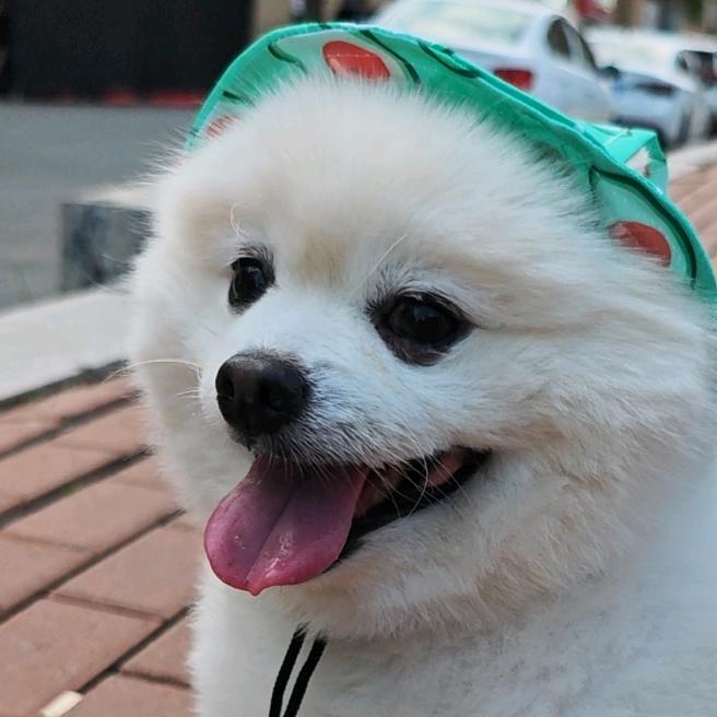 小狗当家