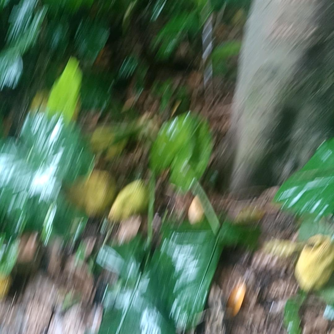 乡愁人