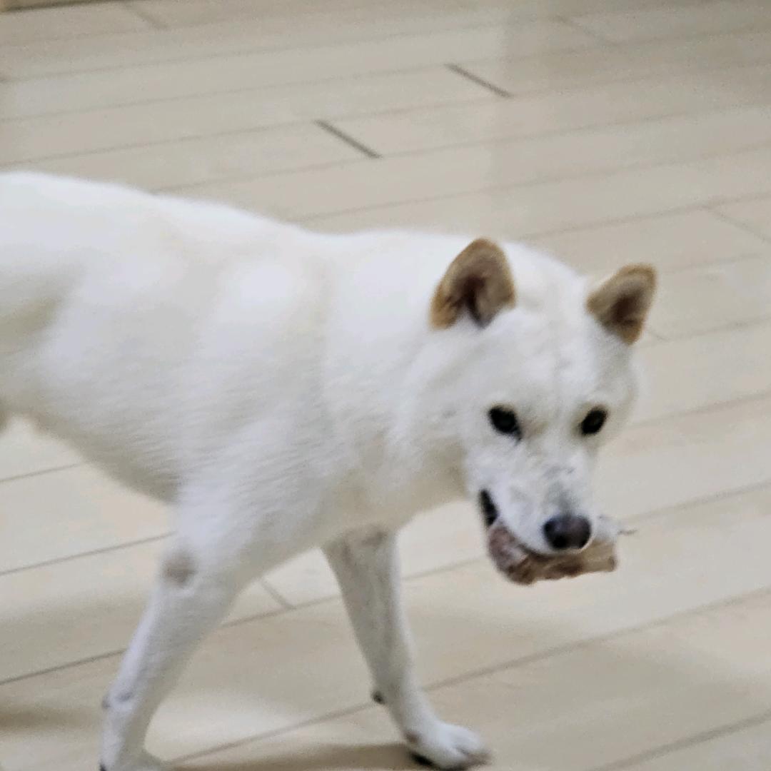 西方邪恶女巫