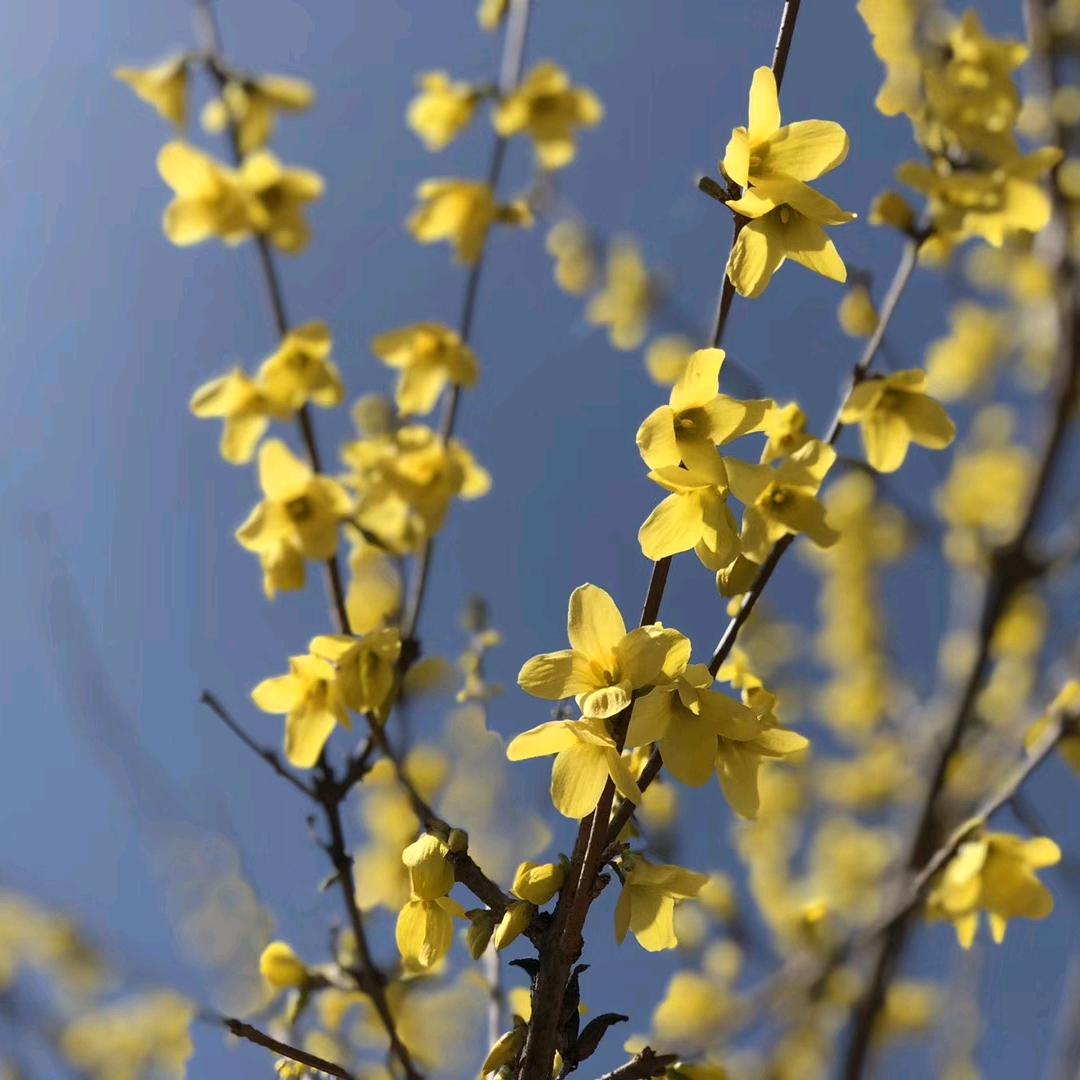 后来孙少安成了逛鬼王满银反成了好后生