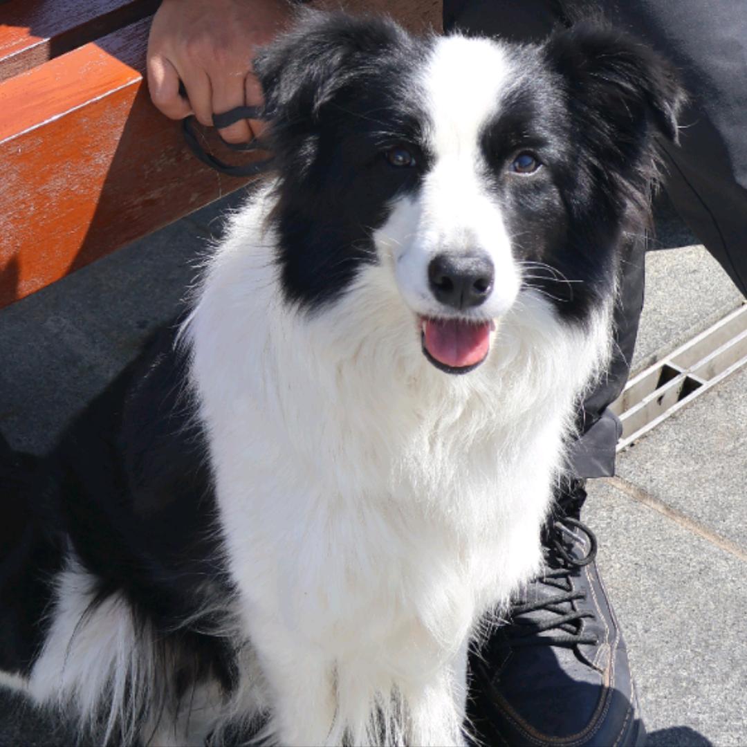 奥利奥是只边牧